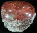 Pennsylvanian Aged Red Agatized Horn Coral - Utah #26376-1